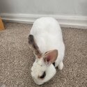 Young male rabbit ready for rehoming-4