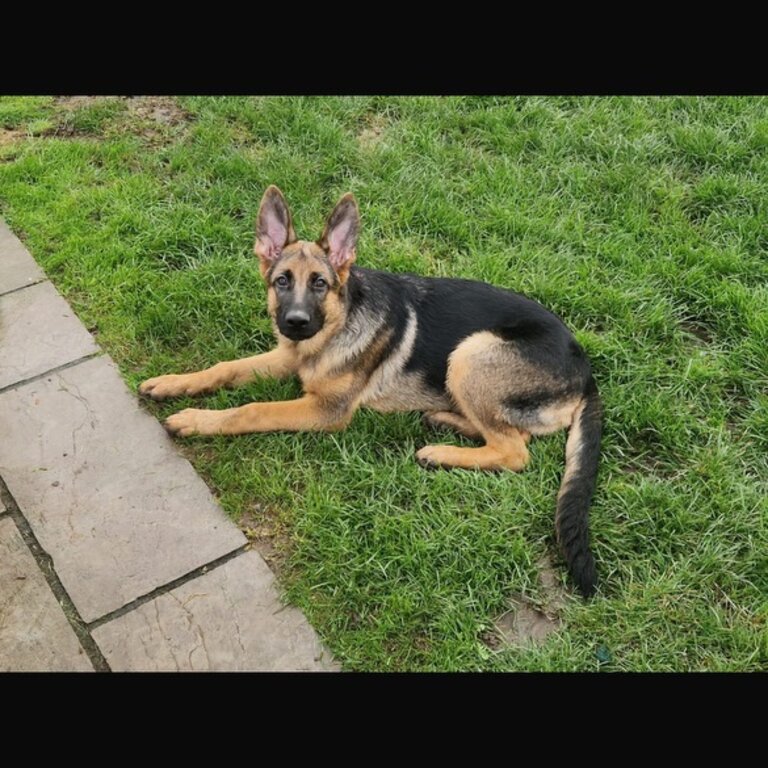 5month old German shepherd puppy 