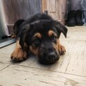 German Shepherd x Doberman/Rottweiler-4