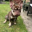 Male 8 month old French bulldog -1