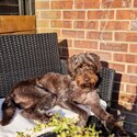 Male, Chocolate Brown- Labradoodle-4