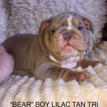 Stunning English bulldogs ready now!