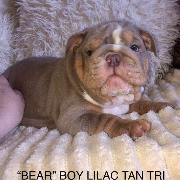 Stunning English bulldogs ready now!