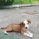 Border collie puppies -0