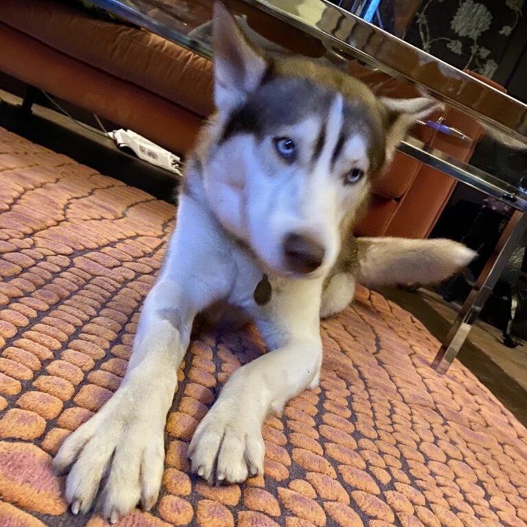 A stunning and loving Siberian Husky boy, Bear