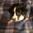 Female lab/collie mix first shots and worm dose free -0