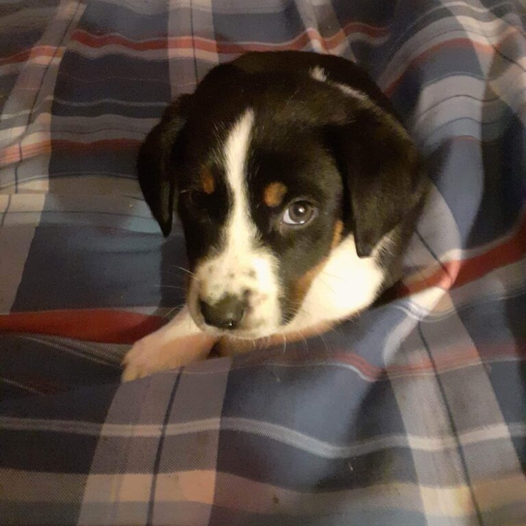 Female lab/collie mix first shots and worm dose free 