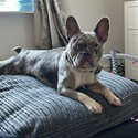 Female French bulldog -5