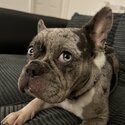 Female French bulldog -3