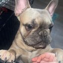 Buddy the French bulldog-2