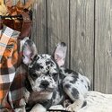 Amazing French Bulldogs Up for Adoption-1