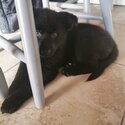 All black German shepard female -5