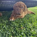 PURE BRED DOGUE DE BORDEAUX (FRENCH MASTIFF)EXPRESSION OF INTERESTS-1