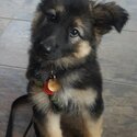 German shepard puppies for sale -3