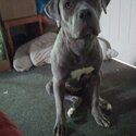 Blue brindle cane corso-3