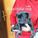 French bulldog puppies-3