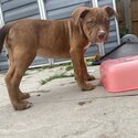 Stunning chocolate tri merle male &amp; stunning red bitch-1