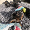 Minature smooth hair Dachshund puppies-3