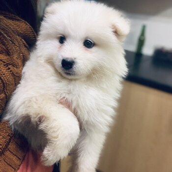 Beautiful Samoyed puppies for sale :)