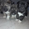 Beautiful American Akita Pups-3