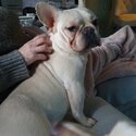 10 month kc frenchie platuim colour -3