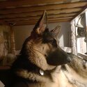 18 month female gsd -3