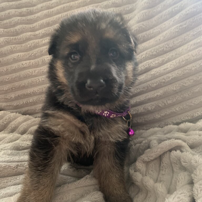 6 gorgeous German Shepard puppies