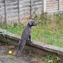 Cane corso x staff -1