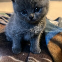 Blue British shorthair kittens-2