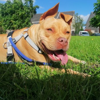 Amber, American Bulldog