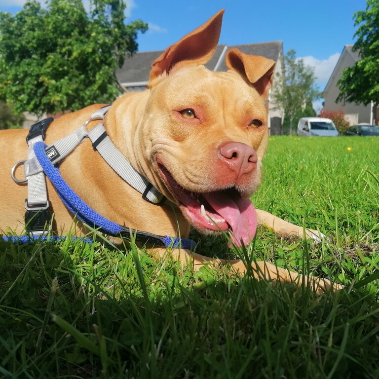 Amber, American Bulldog