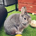 Bonded Pair Rabbits , Male, Neutered -1