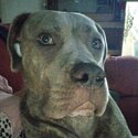 Blue brindle cane corso-4