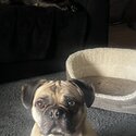 Pug/French bulldog -1