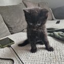 Make kitten for sale -4