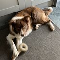 Collie for sale-3