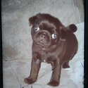 Beautiful pug puppy -1