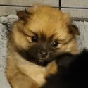 Cute Pomeranian Puppies-5