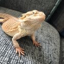 Bearded dragon and complete set up for sale-5