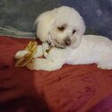 Pure Maltese Dog - Very loving and playful! -1