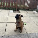 4 month old cane corso, english bulldog mixed-2