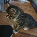 Beautiful tabby listens -2