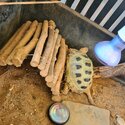 Horseflies Tortoise and Enclosure -3