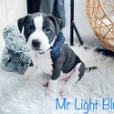 BEAUTIFUL STAFFORDSHIRE BULL TERRIER PUPPIES in Birmingham-4