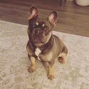 Lilac and tan French bulldog male -2