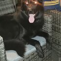 All black German shepard female -0