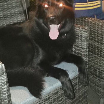 All black German shepard female 