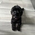 Adopt a  4yr old Poodle mox-2