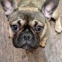 French Bulldog x Pug females looking for a new home-2