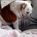 Beautiful English bulldog -3